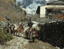Nepal_106_29_F_Kali_Gandaki_verso_Tatopani_donkeys