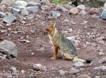 Ecuador_1043_16_Rif_Carrel_lobo_andino