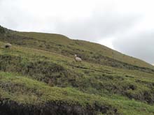 Ecuador_0850_16_Cayambe