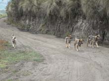 Ecuador_0316_16_Vicuna_trek