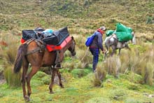 Ecuador_0354_16_Vicuna_Trek
