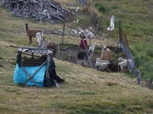 Ecuador_0380_16_Vicuna_trek