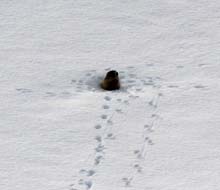 M_Vanclava_Q_2671_10_20_Marmotta
