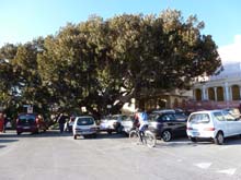 Giro_S_Giusta_Bordighera_91_ficus