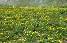 CIMA_PIAN_BALLAUR_19_115a