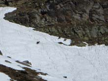 Colle_Crubia_2712_17_41_Camosci