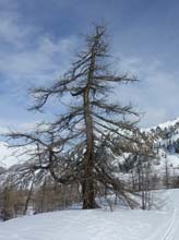 Testa_Costabella_Piz_19_105