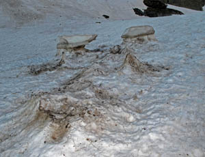 Funghi di neve