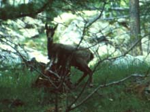 Canale_Lourusa_89_02_camoscio