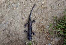 TM_Viso_2015-007