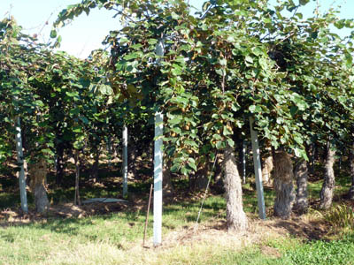Piantagioni di kiwi