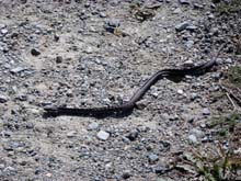 Torgnon_lago_Cignana_12_43_Vipera