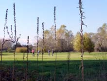 Trav_Collina_TO_N_S_13_186_Golf