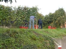 Langhe_La_Morra_Barolo_Novello_Monchiero_14_21