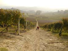 Langhe_La_Morra_Barolo_Novello_Monchiero_14_53a