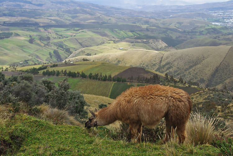Ecuador_0911_16_Cayambe_D